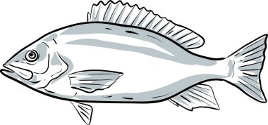 Red Snapper Balık yan görünümü