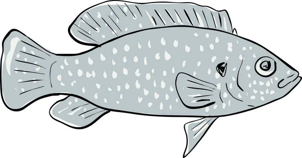 Africano Jewelfish Peixe Flórida Desenho Dos Desenhos Animados —  Vetores de Stock