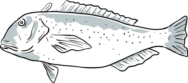 Golden Tilefish Fish Gulf Mexico Cartoon Drawing — Stock Vector
