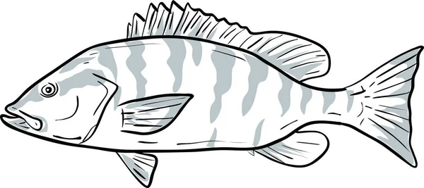 Grauer Schnapper Fisch Golf Von Mexiko Cartoon Zeichnung — Stockvektor