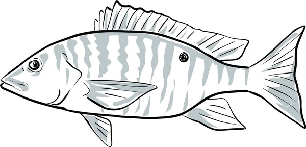 Montone Dentice Pesce Golfo Del Messico Disegno Dei Cartoni Animati — Vettoriale Stock