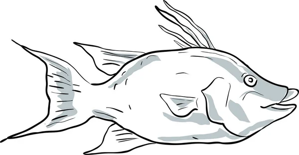 Peixe Porco Golfo México Desenho Desenhos Animados —  Vetores de Stock