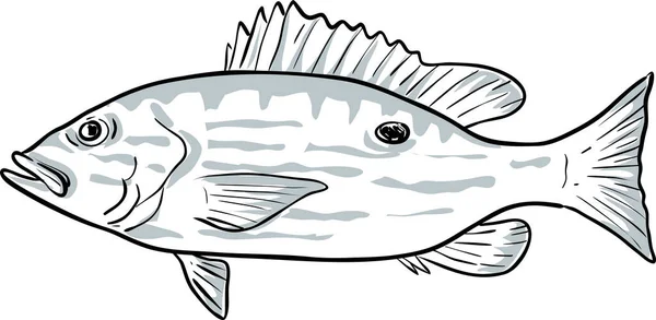 Рисунок Мультфильма Рыба Мексиканского Залива — стоковый вектор