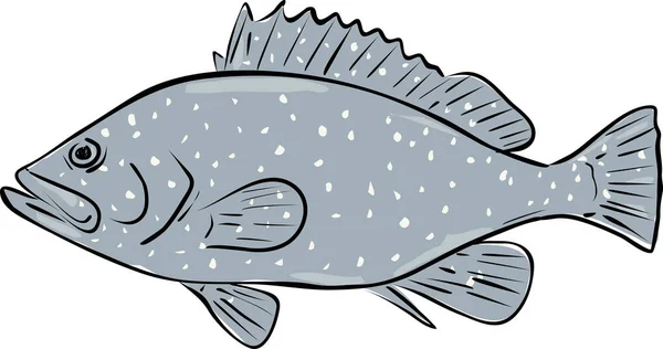 Salpicado Atrás Grouper Peixe Golfo México Desenho Dos Desenhos Animados — Vetor de Stock