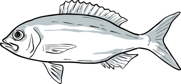 Wenchman Fish Gulf Mexico Cartoon Drawing — Stock Vector