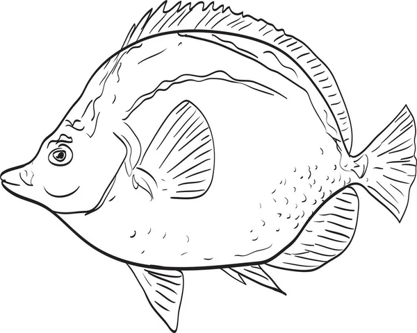 Pesce Farfalla Blasonato Barberfish Vista Laterale Cartoon Drawing — Vettoriale Stock
