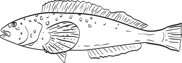 Kelp Greenling Vista Lateral Dibujo Dibujos Animados — Vector de stock