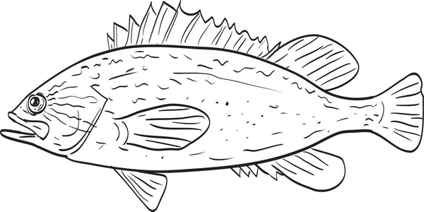 Kelp Rockfish Vista Laterale Disegno Del Fumetto — Vettoriale Stock