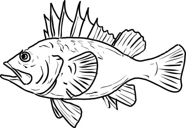 Quillback Linha Rockfish Desenho Animado — Vetor de Stock