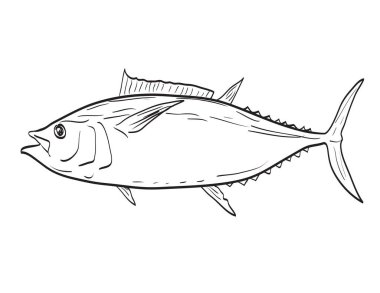 New England 'da Atlantik Büyük Gözlü Ton Balığı ve Orta Atlantik Çizim Filmi