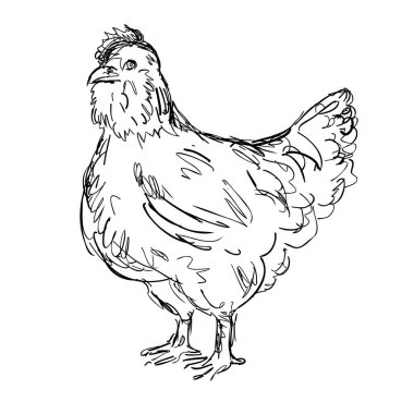 Bir Ameraucana tavuğunun eskiz stili çizimi. Yandan izole edilmiş beyaz arka planda görülen bir Amerikan evcil tavuk türü. Siyah beyaz çizgili sanat eseri.