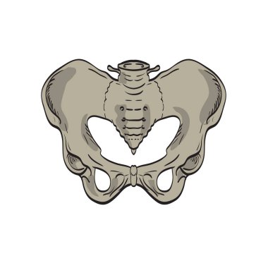 Pelvisi, kalça kemiğini, alt omurgasını veya kuyruk sokumunu izole edilmiş arka planda ön kesitten gösteren kuyruk sokumlarının tıbbi çizimleri.