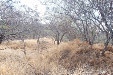 Diamond Head 'in Elmas Başlı Eyalet Anıtı' ndaki fotoğrafı ABD 'nin Hawaii eyaletinin Oahu adasında yer almaktadır..