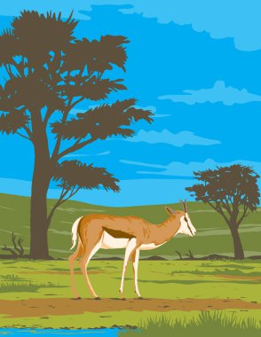 Güney Afrika ve Botswana arasında yer alan Kgalagadi Transfrontier Park, Afrika iş yönetimi tarzında yapılmış bir springbok ya da springbuck Antidorcas Marsupialis posteri veya WPA posteri