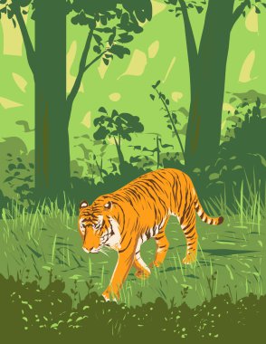 Art Deco ya da WPA kaplan posteri ya da Panthera tigris, Madhya Pradesh, Hindistan 'daki Kanha Tiger Reserve ya da Kanha-Kisli Ulusal Parkı' nda sinsice dolaşıyor.