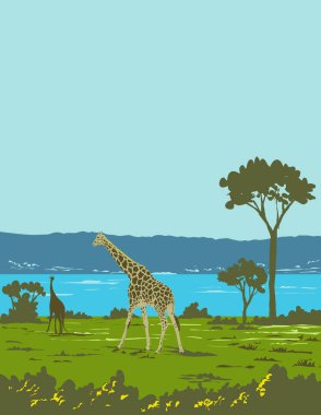 Uganda 'da Masindi yakınlarındaki Murchison Falls Ulusal Parkı' nda bir zürafa ya da Giraffa camelopardalis afişi var.