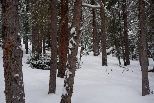 Фото Лісу Субальпійської Ялиці Лісової Сосни Цегляної Сосни Взимку Озері — стокове фото