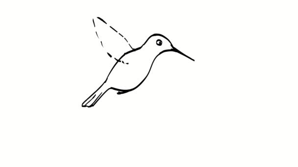 Animációs Mozgókép Egy Rajzot Ábrázoló Kolibri Repülő Lebegő Essek Fehér — Stock videók