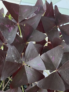 Christia Vespertilionis 'in fotoğrafı. Fabaceae familyasından bir çiçek bitkisi. Ayrıca Asya' ya özgü Kırmızı Kelebek Kanadı bitkisi olarak da bilinir..