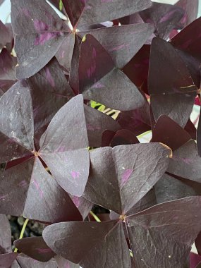 Christia Vespertilionis 'in fotoğrafı. Fabaceae familyasından bir çiçek bitkisi. Ayrıca Asya' ya özgü Kırmızı Kelebek Kanadı bitkisi olarak da bilinir..