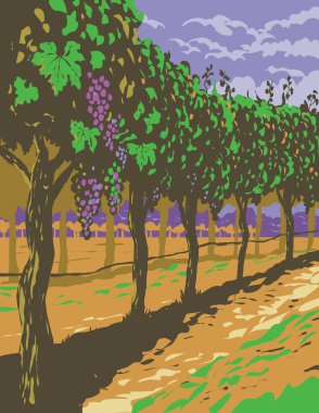 Sonoma County 'deki Sonoma Vadisi şarap bölgesinde üzüm bağlarındaki WPA poster sanatı, ABD' nin Kuzey Kaliforniya şehrinde iş projesi yönetiminde veya federal sanat projesi tarzında yapılmıştır.