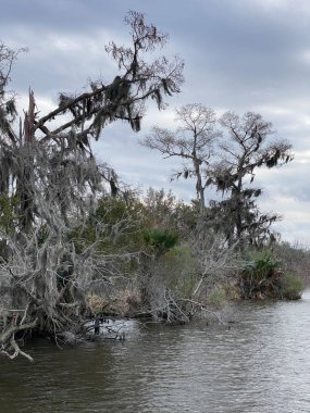 Photo of old man's beard, beard lichen, or beard moss in the bayou or wetlands of Barataria Preserve within Jean Lafitte National Historical Park and Preserve, Jefferson Parish, Louisiana USA clipart