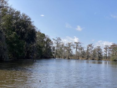 Photo of bayou, wetlands hardwood forest, swamp, and marsh habitats in Barataria Preserve within Jean Lafitte National Historical Park and Preserve, Jefferson Parish, Louisiana USA. clipart