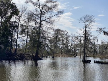 Barataria 'daki bataklık, sulak araziler, orman, bataklık ve bataklık habitatlarının fotoğrafı Jean Lafitte Ulusal Tarih Parkı ve Koruması, Jefferson Parish, Louisiana ABD.