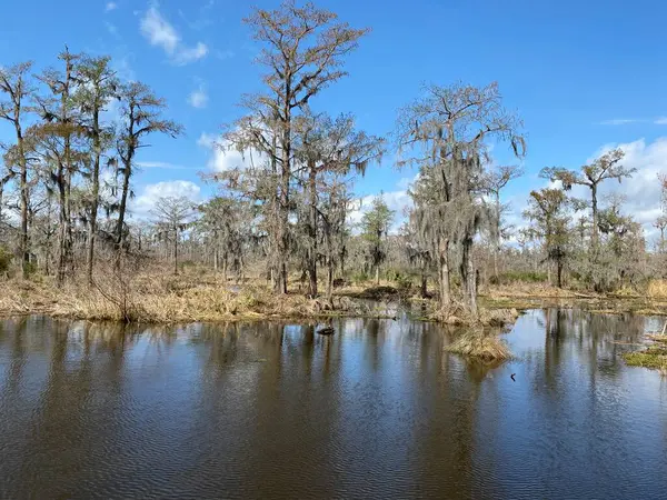 Barataria 'daki sert orman, bataklık ve bataklık yaşam alanlarının fotoğrafı Jean Lafitte Ulusal Tarih Parkı ve Koruma Alanındaki Jefferson Parish, Louisiana ABD.