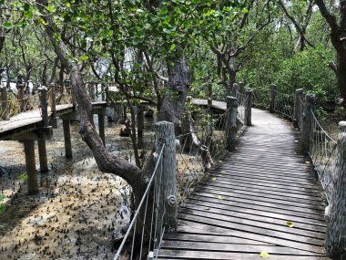 Filipinler, Bais City 'deki Talabong Mangrove Parkı' ndaki bir mangrov ormanının fotoğrafı. Tüm Doğu zencileri adasının kalan en büyük mangrov ormanı..