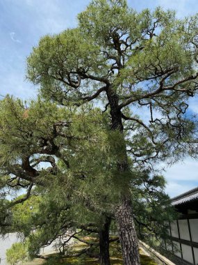 Bir Pinus thunbergii fotoğrafı, siyah çam, Japon kara çamı Motorikyu 'daki Japon çamı veya Japonya' daki Moto-Rikyu Nijo Kalesi. 