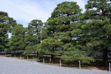 Bir Pinus thunbergii fotoğrafı, siyah çam, Japon kara çamı Motorikyu 'daki Japon çamı veya Japonya' daki Moto-Rikyu Nijo Kalesi. 