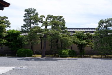 Bir Pinus thunbergii fotoğrafı, siyah çam, Japon kara çamı Motorikyu 'daki Japon çamı veya Japonya' daki Moto-Rikyu Nijo Kalesi. 