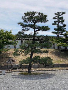 Bir Pinus thunbergii fotoğrafı, siyah çam, Japon kara çamı Motorikyu 'daki Japon çamı veya Japonya' daki Moto-Rikyu Nijo Kalesi. 