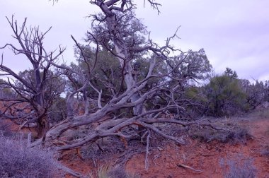 Utah Ardıç Fotoğrafı veya Juniperus osteosperma sürüklenen dallar ABD 'nin Utah eyaletinin Moab kentindeki Arches Ulusal Parkı' nda bulundu..