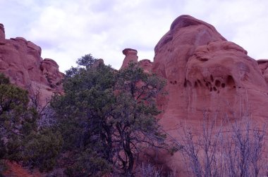 Utah ardıç ağacı ya da Juniperus osteosperma, ABD 'nin Utah eyaletinin Moab kentindeki Arches Ulusal Parkı' nda bulunan bir çalılık ya da küçük ağaç..