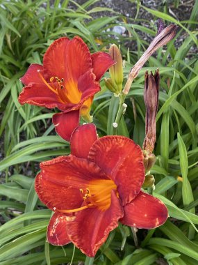 Lilium orientalis, Lilium Stargazer ya da Stargazer zambağı. Doğulu bir grubun melez zambağı. Şehir bahçesinde yetişiyor..