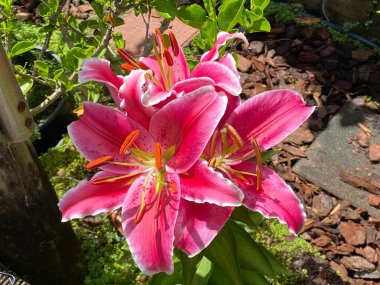 Lilium orientalis, Lilium Stargazer ya da Stargazer zambağı. Doğulu bir grubun melez zambağı. Şehir bahçesinde yetişiyor..