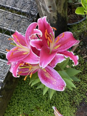 Lilium orientalis, Lilium Stargazer ya da Stargazer zambağı. Doğulu bir grubun melez zambağı. Şehir bahçesinde yetişiyor..