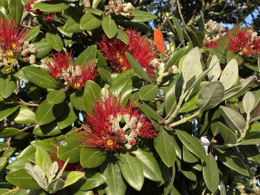 Metrosideros Excelsa, pohutukawa, Yeni Zelanda Noel ağacı, Yeni Zelanda Noel ağacı ya da demir ağacı, mersin familyasındaki ebedi kıyı ağacı, Yeni Zelanda 'ya özgü Myrtaceae ağacı fotoğrafı.