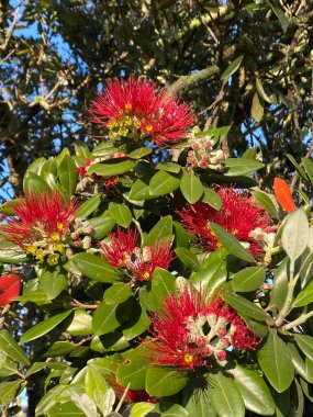 Metrosideros Excelsa, pohutukawa, Yeni Zelanda Noel ağacı, Yeni Zelanda Noel ağacı ya da demir ağacı, mersin familyasındaki ebedi kıyı ağacı, Yeni Zelanda 'ya özgü Myrtaceae ağacı fotoğrafı.