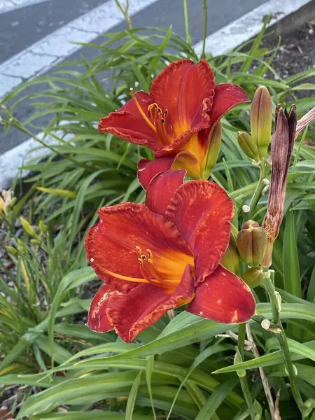 stock image Photo of a Lilium orientalis,  Lilium Stargazer or Stargazer lily, a hybrid lily of the Oriental group growing in an urban garden close up view.