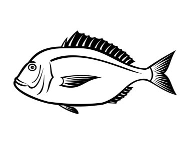 Sparidaeon familyasının Evynnis tumifronları, sarı sırt deniz kabuğu, kıpkırmızı deniz kabuğu, altın kuyruğu veya kırmızı deniz kabuğu çizimleri siyah-beyaz retro tarzında yapılır.