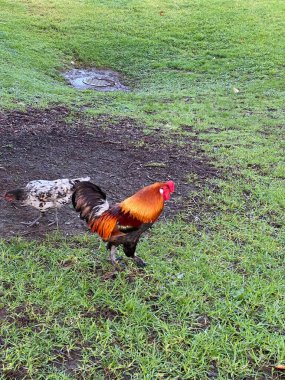 Photo of feral chickens (Gallus domesticus) with a cockerel and a hen in Auckland, New Zealand. clipart