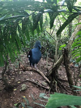 Photo of a Victoria crowned pigeon or Goura victoria with elegant blue lace-like crests, maroon breast and red irises, which are large ground-dwelling pigeons native to the New Guinea region. clipart