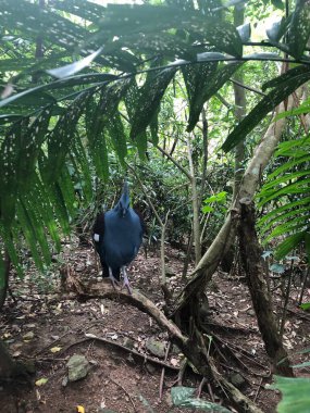 Photo of a Victoria crowned pigeon or Goura victoria with elegant blue lace-like crests, maroon breast and red irises, which are large ground-dwelling pigeons native to the New Guinea region. clipart