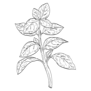 Büyük fesleğen, Lamiaceae familyasından bir mutfak bitkisi ya da siyah beyaz çizgi sanatında yapılmış nane şekeri olarak da adlandırılan bir Basil ya da Ocimum bazilikasının çizim stili çizimi.