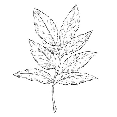 Bir defne ya da Laurus nobilis 'in çizim stili çizimi, çiçek açan bitki familyasından yeşil yapraklı aromatik yeşil bir ağaç Lauraceae siyah beyaz çizgili çizgiler çiziyor.. 