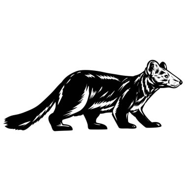 Samur ya da Martes zibellina 'nın Retro ahşap tarzı çizimi, Rusya' ya özgü küçük, hepçil bir memeli türü, siyah beyaz arka planda izole edilmiş olarak görülüyor..