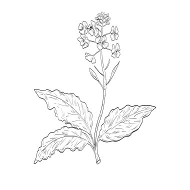 Brassica juncea, hardal yeşillikleri, kahverengi hardal ya da bitkisel hardal gibi eskiz stili çizimler, siyah ve beyaz çizgi sanatında kullanılan bir hardal bitkisi türü.. 